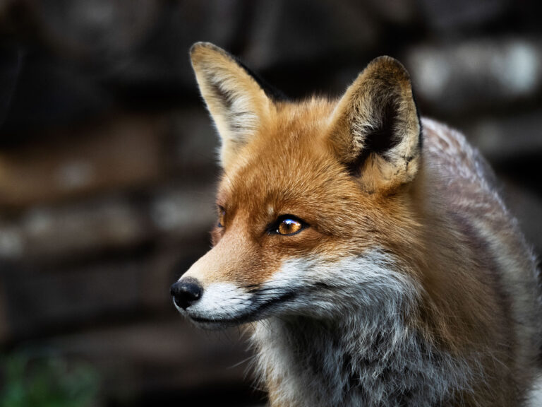 Rotfuchs