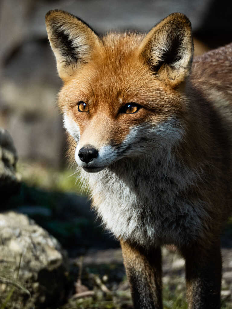 Rotfuchs