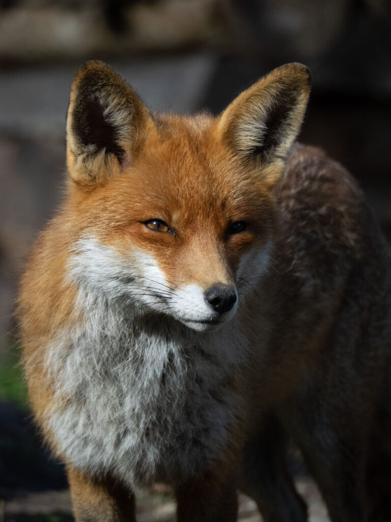 Rotfuchs