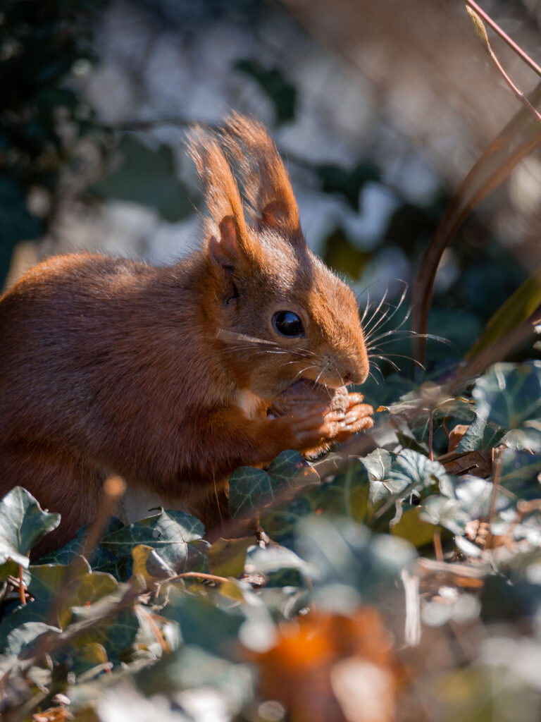 Eichhörnchen