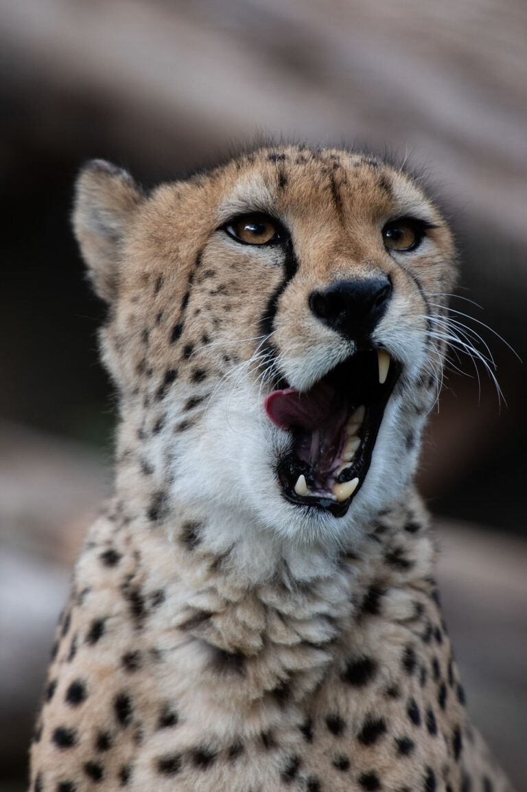 Gepard