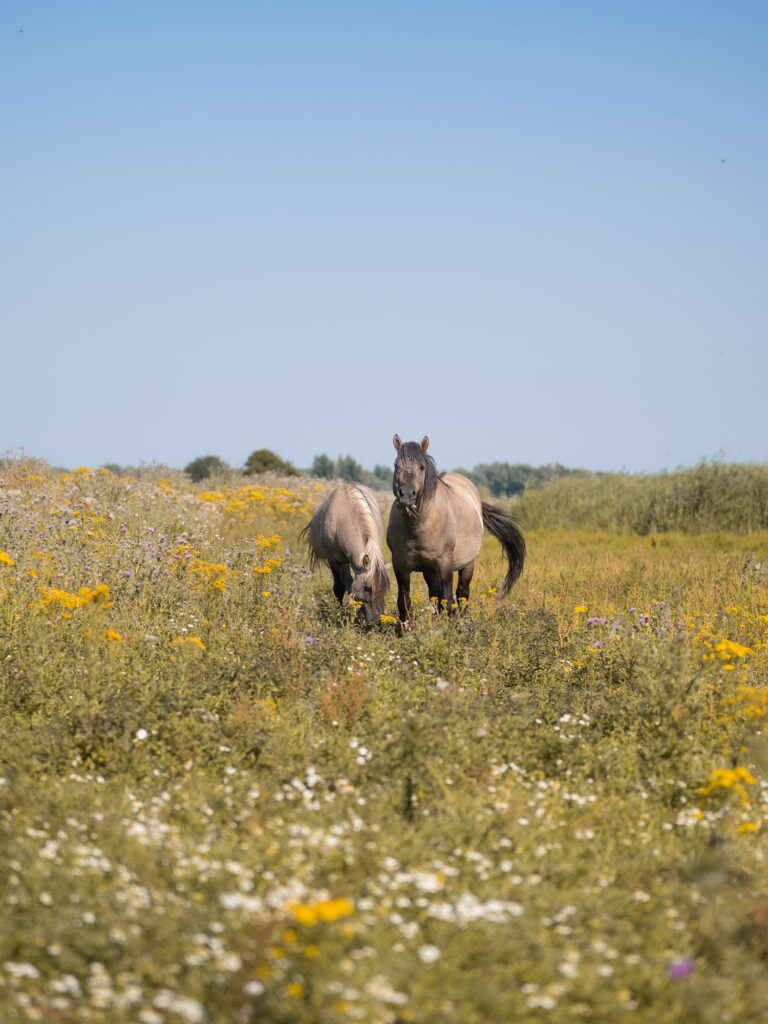 Konik