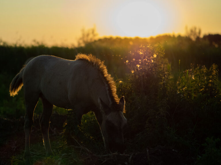 Konik