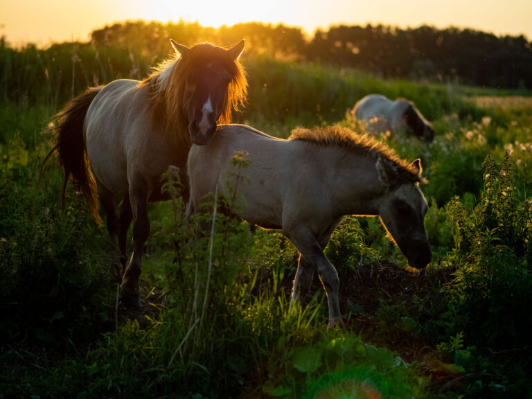 Konik
