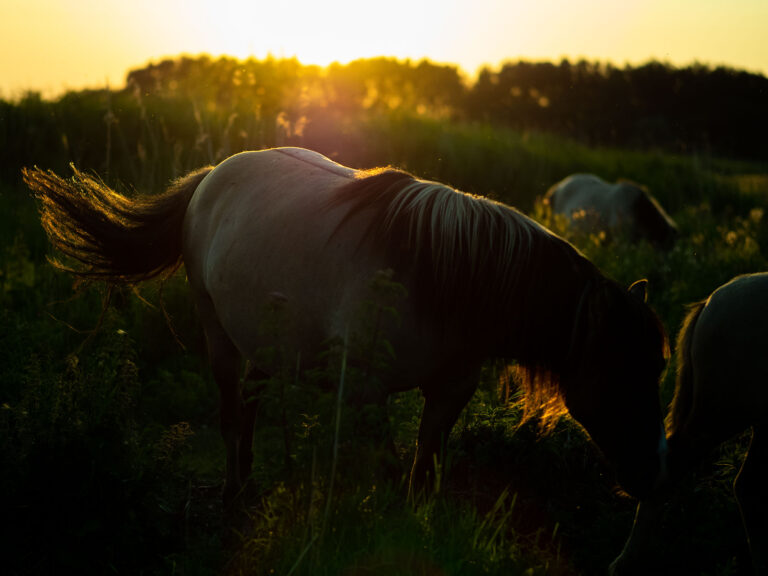 Konik