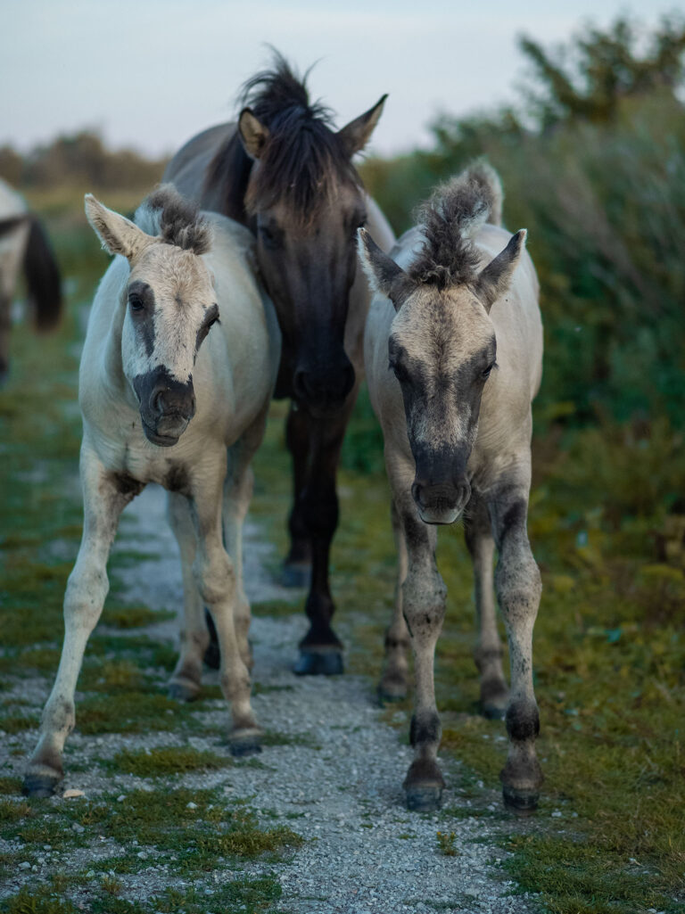 Konik