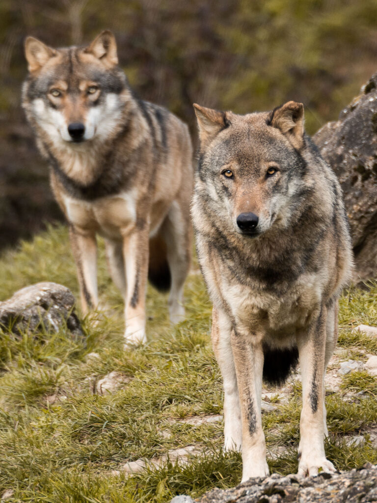 Wolf