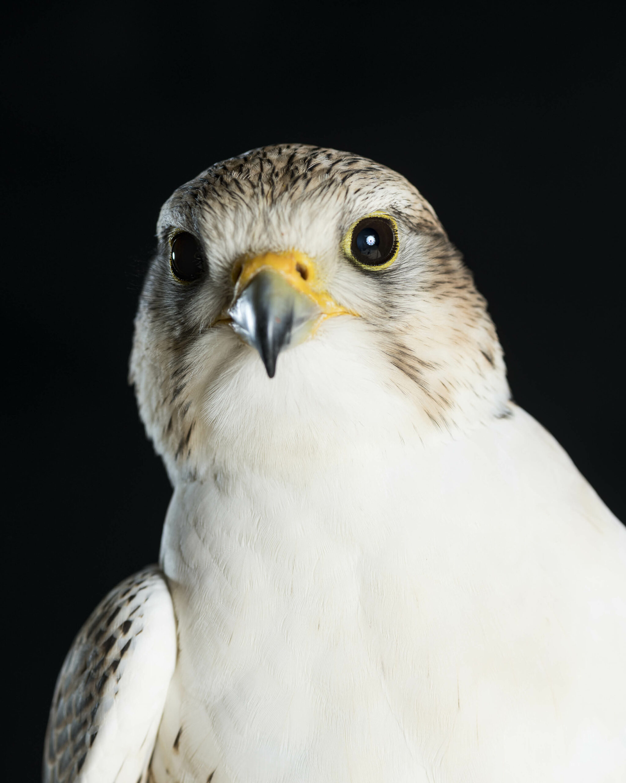 QV_Portfolio_70862