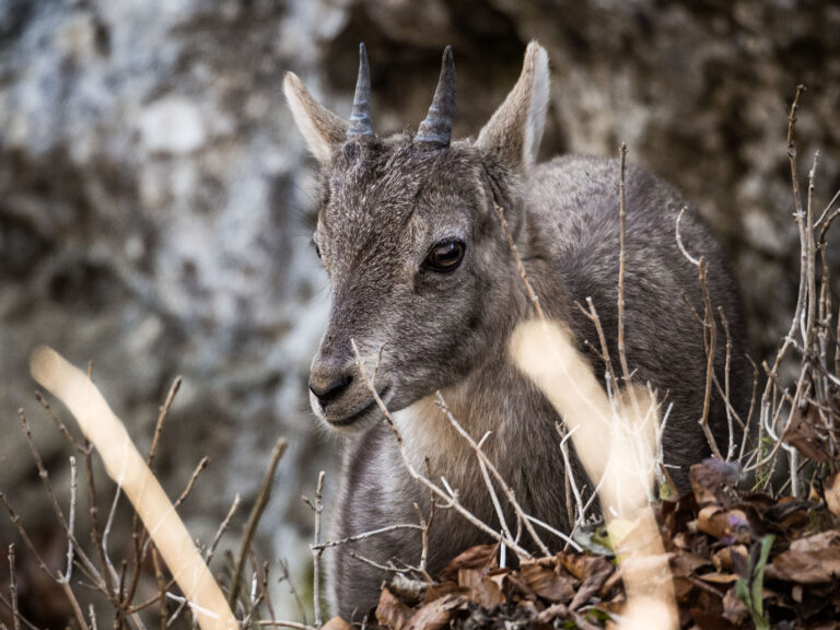 Steinbock